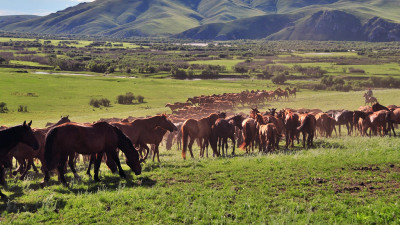 몽골 초원의 말들