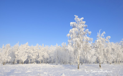 시베리아의 겨울 1