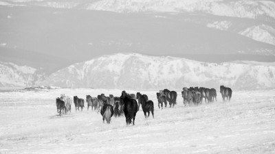 Snowland Horses