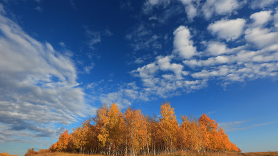 시베리아 벌판의 자작나무 숲