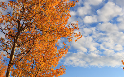측광으로 본 가을색 자작나무