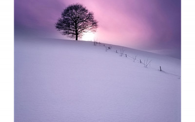 겨울 나무.