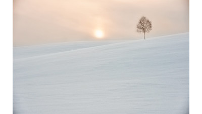 Lonely tree . . .