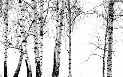 시베리아 자작나무