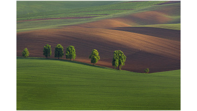 Family Tree