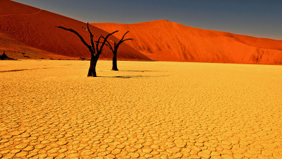 Beautiful desert