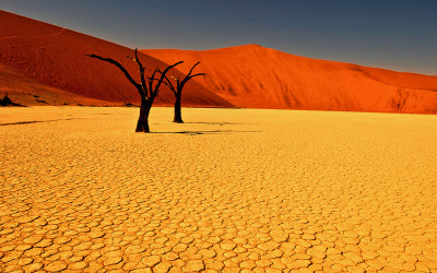 Beautiful desert