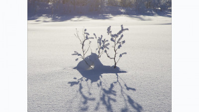 WINTER LIGHT