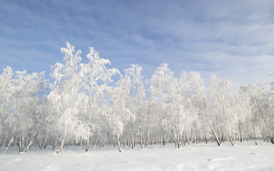 시베리아의자작나무..