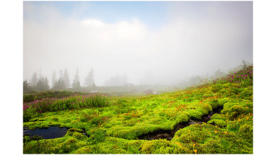 Mt. Rainier National Park
