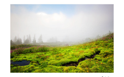 Mt. Rainier National Park